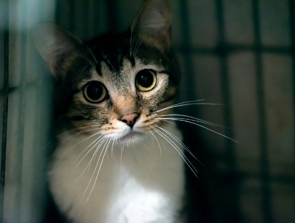 Fiscalização _ Maus-tratos contra a <span class="highlight">fauna</span> <span class="highlight">doméstica</span>