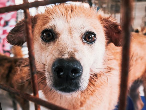 Fiscalização _ Maus-tratos contra a fauna doméstica